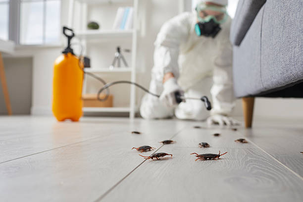 Affordable Termite Control solutions in Gillespie, IL